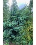 Можжевельник китайский Блю Альпс / Блу Альпс | Ялівець китайський Блю Альпс / Блу Альпс | Juniperus chinensis Blue Alps